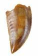 Serrated, Raptor Tooth - Morocco #57948-1